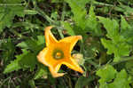 Field pumpkin